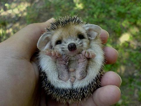 igel-hilfe
