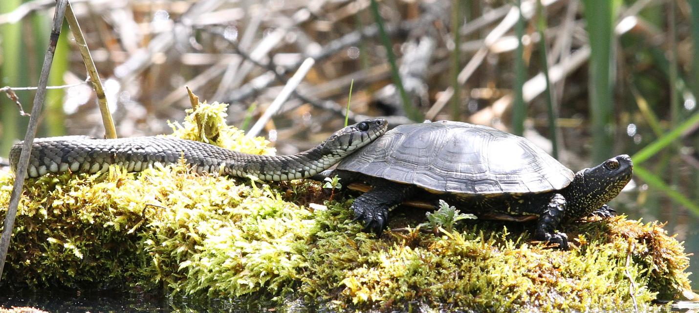 ringelnatter+sumpfschildkröte