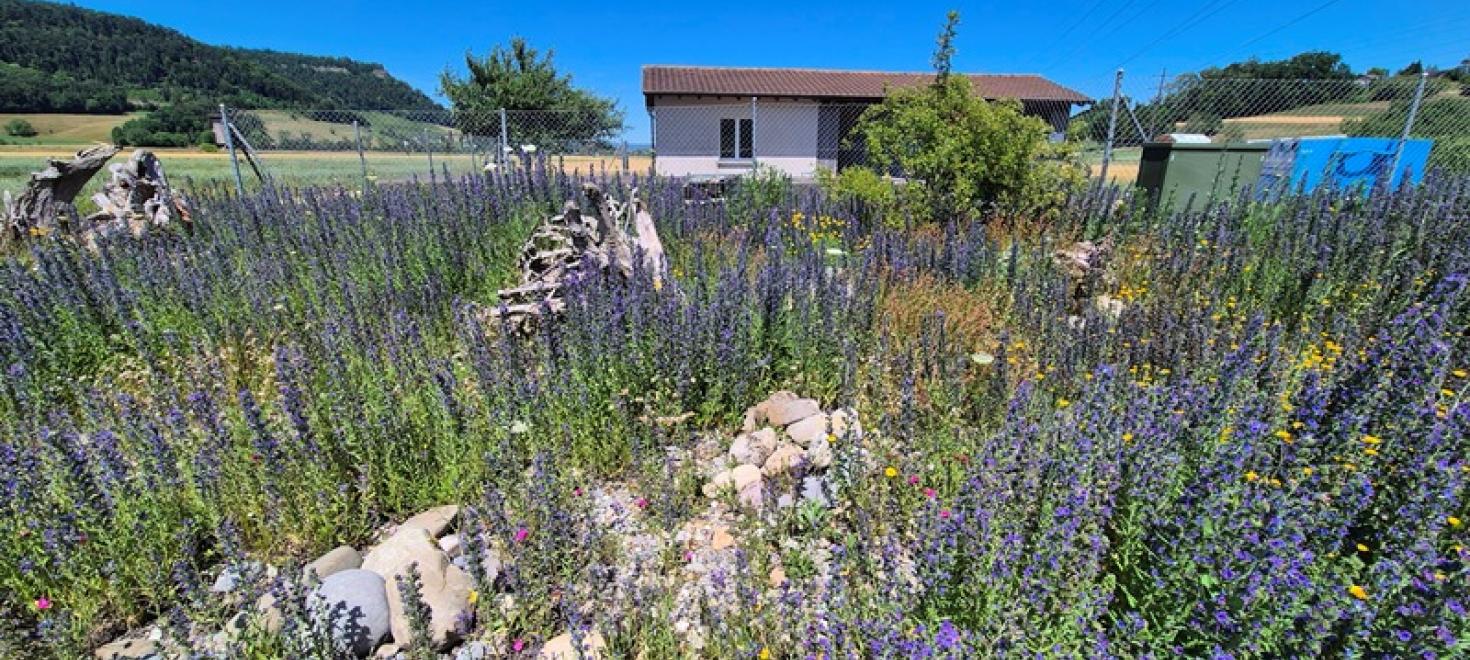 Schaugarten Rüfenach